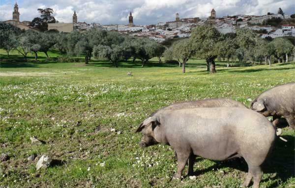 Buhardilla Rustica Mirando A Santa Catalina Apartment Херес де лос Кабайерос Екстериор снимка